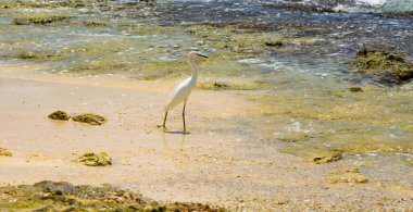 Deniz kıyısında ak balıkçıl