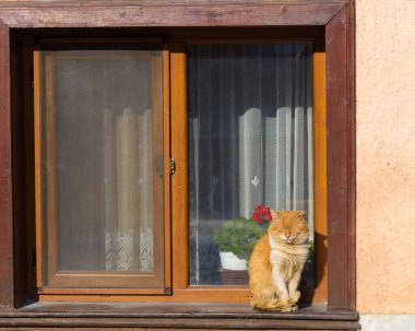 Güzel kırmızı kedi pencere eşiğinde