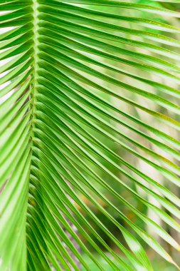 palmiye yaprağı arka plan