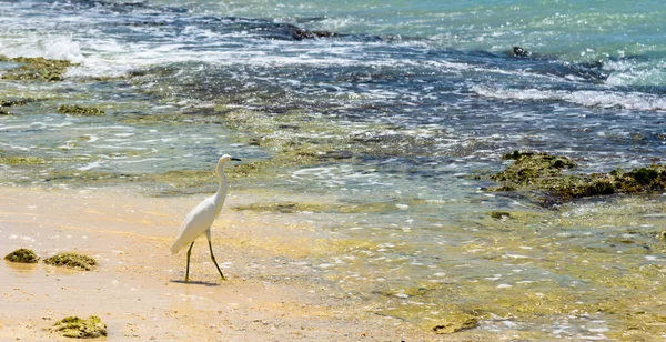 Egret na costa do mar — Fotografia de Stock