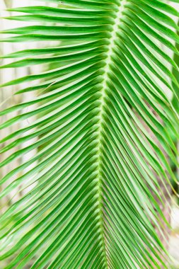 palmiye yaprağı arka plan