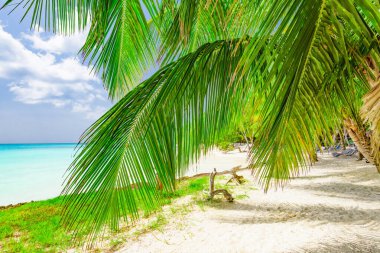 Karayip palm beach