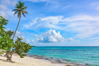 Palm okyanus gökyüzü