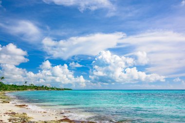 Palm okyanus gökyüzü