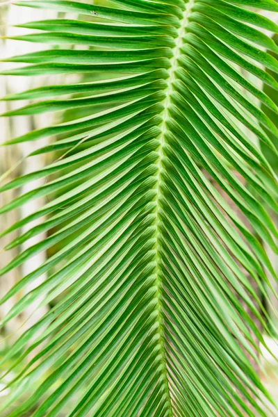 Fundo da folha de palma — Fotografia de Stock
