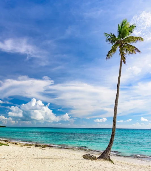 Cielo palmo oceano — Foto Stock