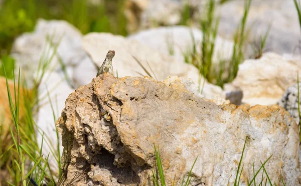 도마뱀 이 바위 위에 있다 — 스톡 사진