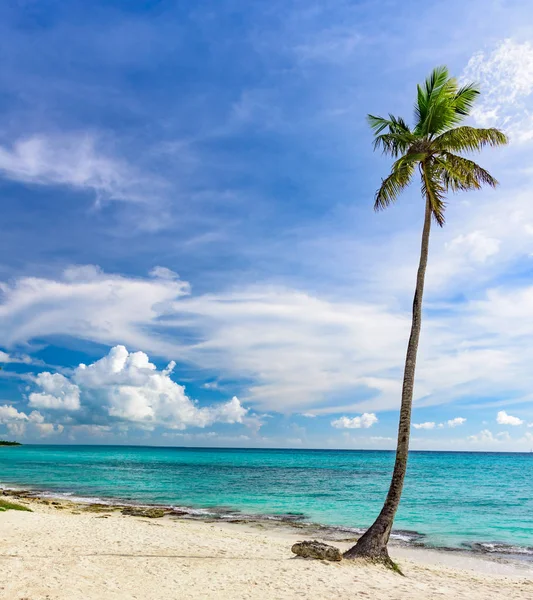 Palm okyanus gökyüzü Stok Resim