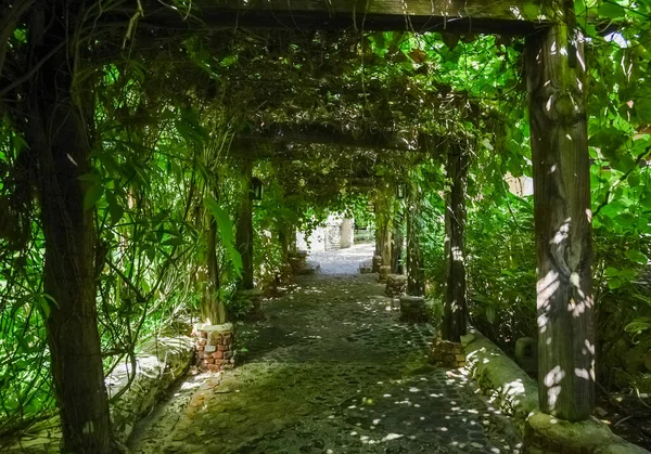 Oude steeg begroeid met groene klimop — Stockfoto