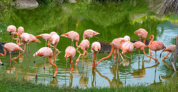 Rosa flamingo i dammen — Stockfoto