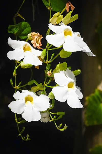 Plumeria blommor blomma pÃ ¥trÃ ¤d under — Stockfoto