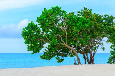 Palm okyanus gökyüzü