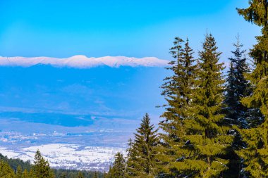 karla kaplı tepe çam ağaçları