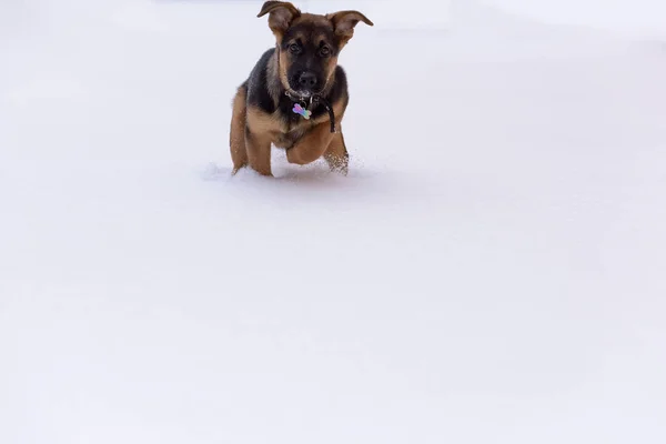 ジャーマン シェパードの子犬 — ストック写真