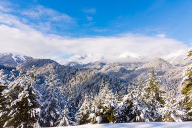 Kar köknar ağaçları dağ zirveleri arka plan üzerinde kaplı. Pitoresk karlı kış manzara panoramik manzaralı.