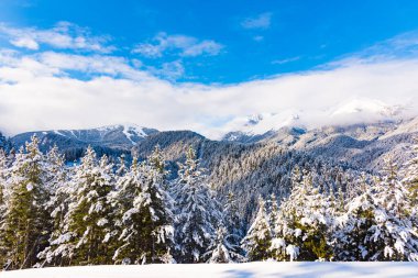 Kar köknar ağaçları dağ zirveleri arka plan üzerinde kaplı. Pitoresk karlı kış manzara panoramik manzaralı.