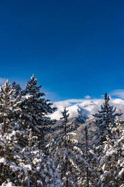 Kar köknar ağaçları dağ zirveleri arka plan üzerinde kaplı. Pitoresk karlı kış manzara panoramik manzaralı.