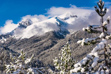 Kar köknar ağaçları dağ zirveleri arka plan üzerinde kaplı. Pitoresk karlı kış manzara panoramik manzaralı.