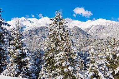 Kar köknar ağaçları dağ zirveleri arka plan üzerinde kaplı. Pitoresk karlı kış manzara panoramik manzaralı.