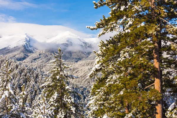 雪の山の峰の背景にモミの木を覆われました 絵のような雪に覆われた冬の風景のパノラマ ビュー — ストック写真