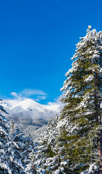 Neve Coberto Abetos Fundo Picos Montanha Vista Panorâmica Pitoresca Paisagem — Fotografia de Stock