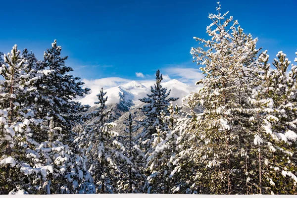 雪の山の峰の背景にモミの木を覆われました 絵のような雪に覆われた冬の風景のパノラマ ビュー — ストック写真