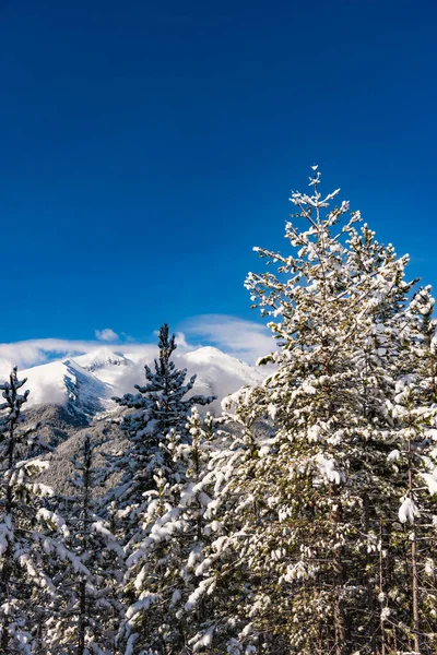 Neve Coberto Abetos Fundo Picos Montanha Vista Panorâmica Pitoresca Paisagem — Fotografia de Stock