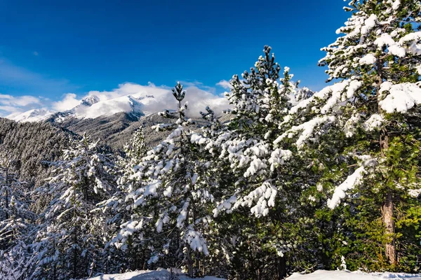 Schneebedeckte Tannen Auf Dem Hintergrund Von Berggipfeln Blick Auf Die — Stockfoto