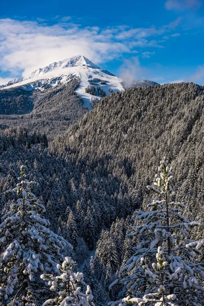 Schneebedeckte Tannen Auf Dem Hintergrund Von Berggipfeln Blick Auf Die — Stockfoto