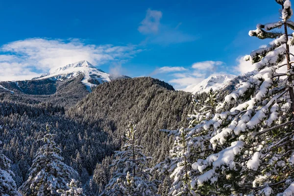 雪の山の峰の背景にモミの木を覆われました 絵のような雪に覆われた冬の風景のパノラマ ビュー — ストック写真