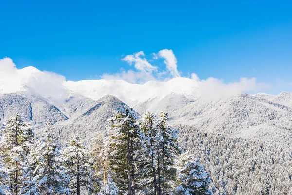 雪の山の峰の背景にモミの木を覆われました 絵のような雪に覆われた冬の風景のパノラマ ビュー — ストック写真