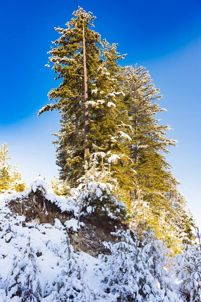 雪の山の峰の背景にモミの木を覆われました 絵のような雪に覆われた冬の風景のパノラマ ビュー — ストック写真