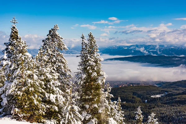 Wzgórze Krajobraz Sosny Pokryte Zima Śnieg — Zdjęcie stockowe
