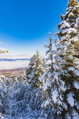Hill manzara çam ağaçları kar kış ile kaplı
