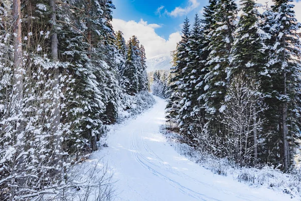 Hill Manzara Çam Ağaçları Kar Kış Ile Kaplı — Stok fotoğraf