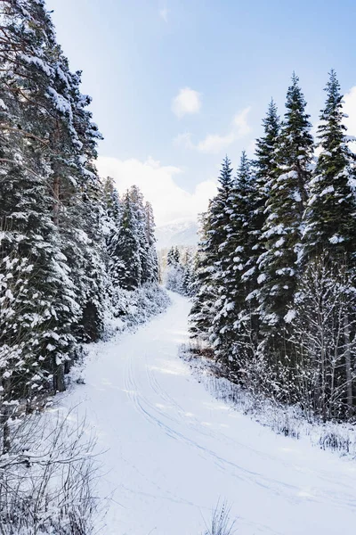 Paesaggio Collinare Pini Ricoperti Neve Inverno — Foto Stock