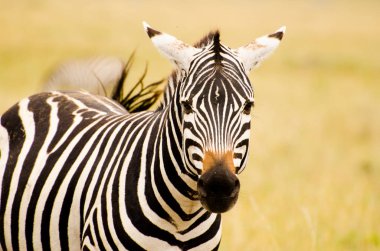 Afrika'da görüşlü zebra
