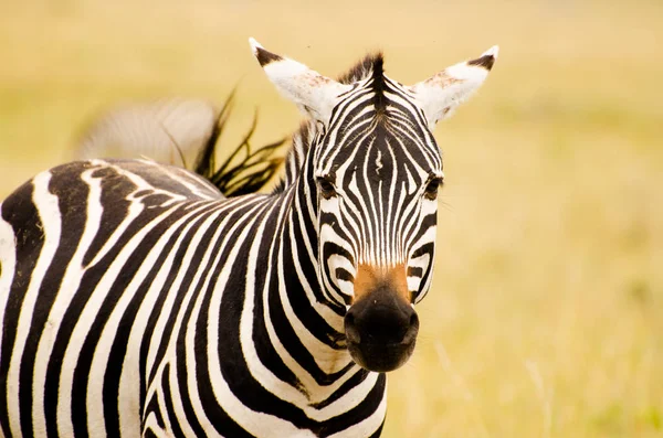 Zebra Sighted Africa Royalty Free Stock Photos