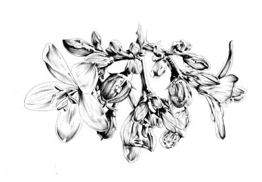 Çiçek Çizim sanat illüstrasyon