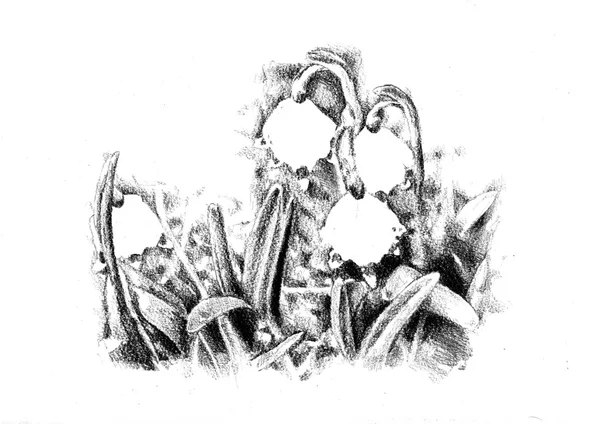 Bloem tekening kunst illustratie — Stockfoto