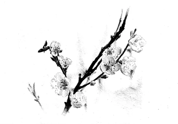 Çiçek Çizim sanat illüstrasyon — Stok fotoğraf