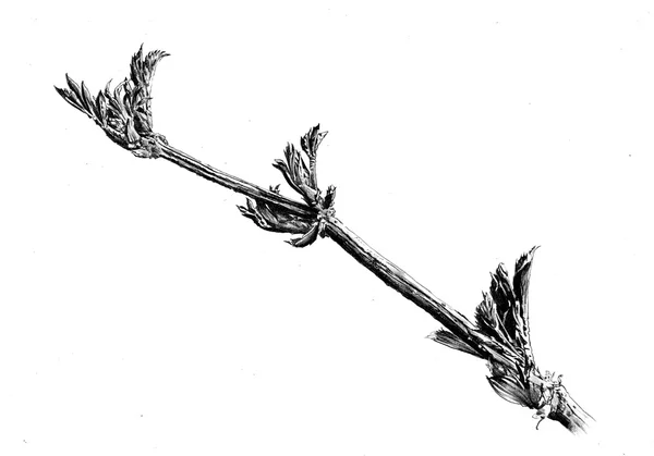 Virág rajz illusztráció — Stock Fotó