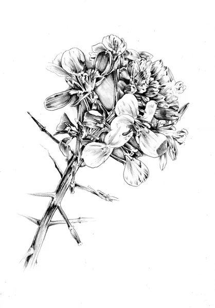 Иллюстрация цветочного рисунка — стоковое фото