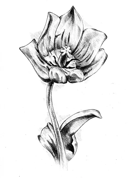 Dibujo de flores ilustración de arte —  Fotos de Stock