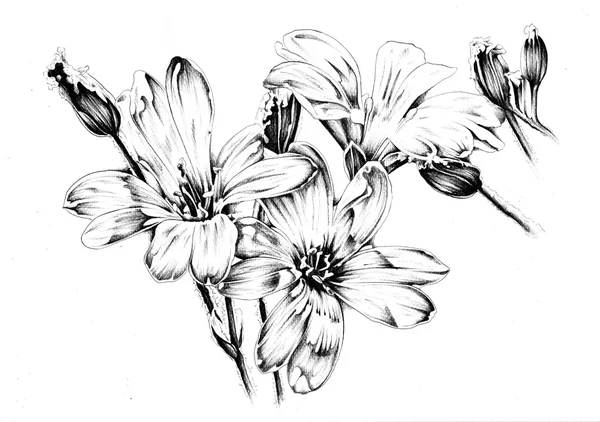Λουλούδι σχεδίασης εικονογράφηση τέχνη — Φωτογραφία Αρχείου