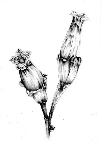 Blume Zeichnung Kunst Illustration — Stockfoto
