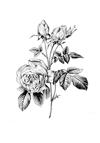 Illustrazione di disegno di fiori — Foto Stock
