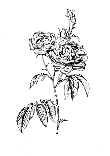 Illustrazione di disegno di fiori — Foto Stock