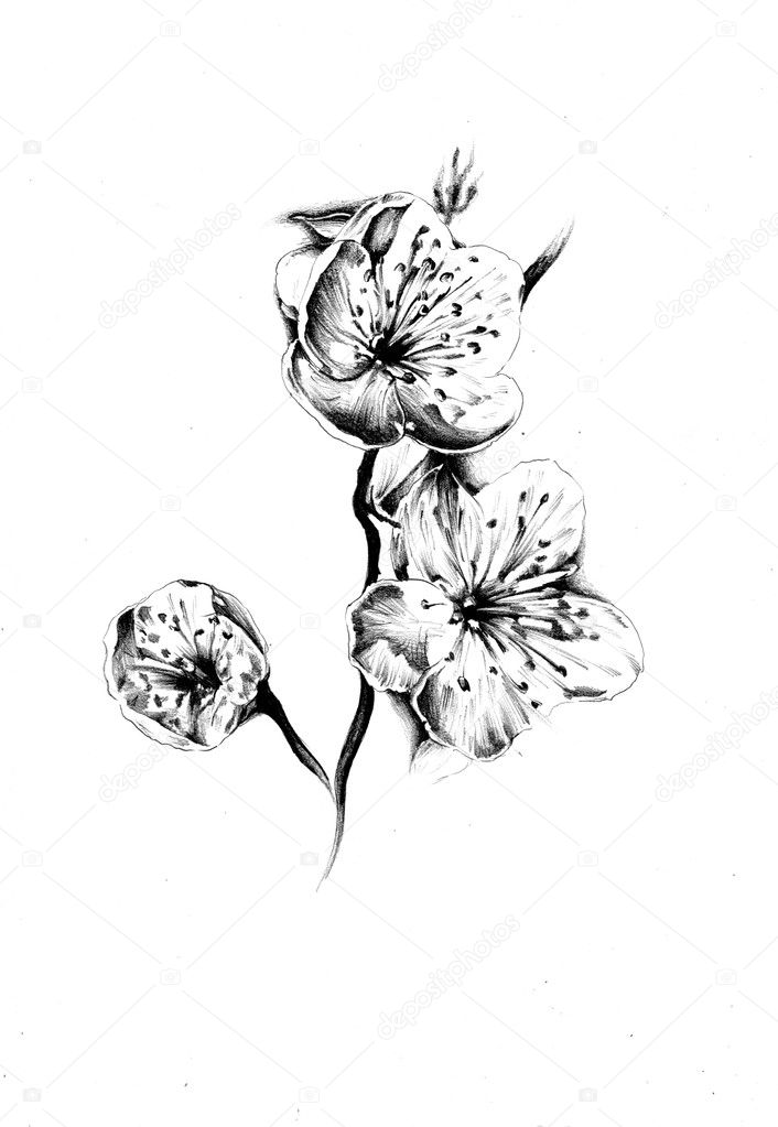 Flower drawing art illustration