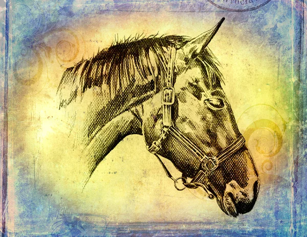 Głowa ilustracja koń odręczne — Zdjęcie stockowe